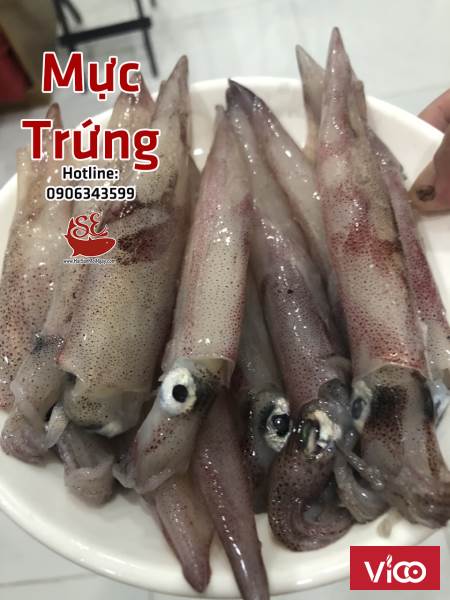 Mực Trứng loại ngon, dai, béo ngậy, thích hợp