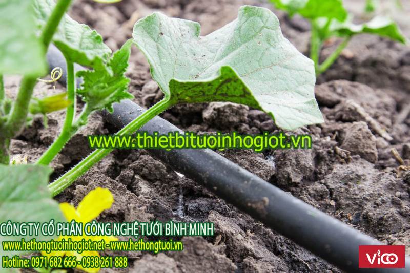 cách tưới cây nhỏ giọt,hệ thống tưới nhỏ giọt tây ban nha