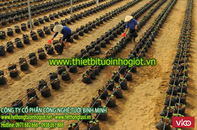 dây tưới nhỏ giọt dải luống azud,ống tưới nhỏ giọt tây ban nha