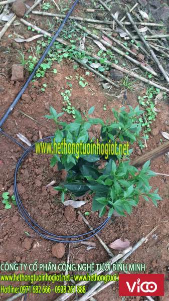 tưới nhỏ giọt, mô hình tưới nhỏ giọt, hệ thống tưới nhỏ giọt cho cây bưởi