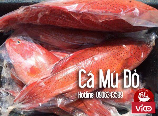 cá mú đỏ rất đặc trưng nên có thể chế biến thành rất nhiều món ngon