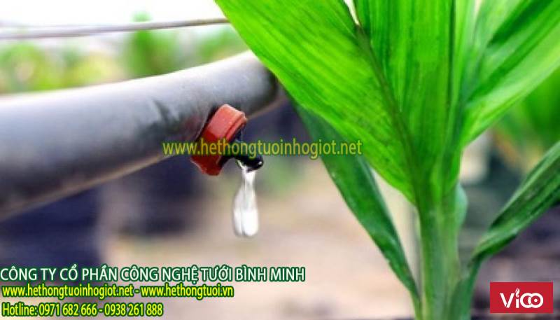 công ty nhập khẩu thiết bị tưới nhỏ giọt, hệ thống tưới nhỏ giọt tại Việt Nam