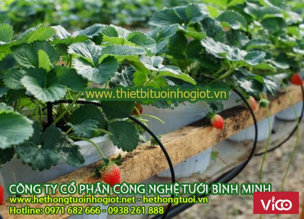 Hệ thống tưới nhỏ giọt, chi phí lắp đặt hệ thống tưới nhỏ giọt,tự làm hệ thống tưới nhỏ giọt
