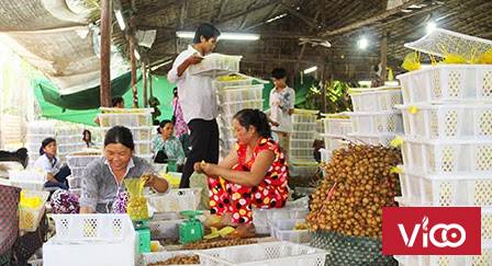 Rổ Nhãn Thanh Lý SLL