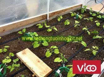 tưới nhỏ giọt, đầu tưới nhỏ giọt, béc tưới nhỏ giọt, dây tưới nhỏ giọt,