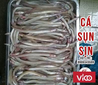 Cá sụn sịn họ cá chình, sống ở sông nước lợ