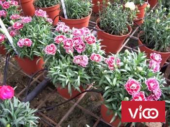 cách tưới cây nhỏ giọt,hệ thống tưới nhỏ giọt tây ban nha