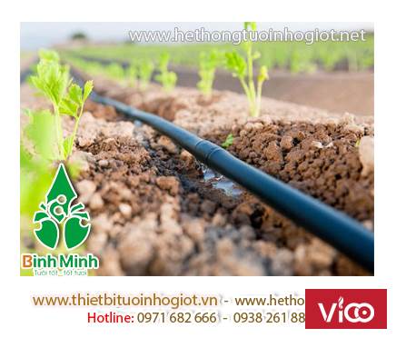 cách tưới cây nhỏ giọt,hệ thống tưới nhỏ giọt tây ban nha