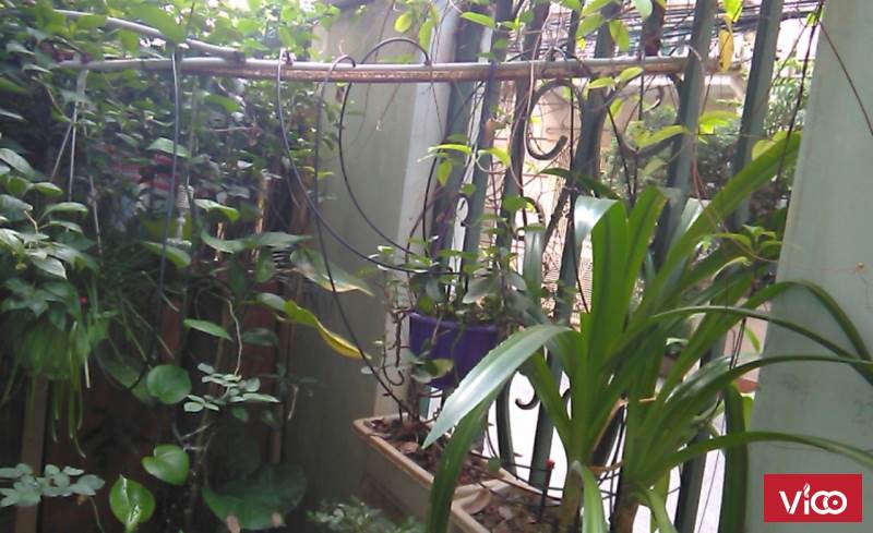 Tưới nhỏ giọt azud tây ban nha, hệ thống tưới nhỏ giọt