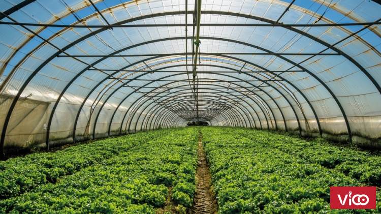 Màng nhà kính,nhà màng nông nghiệp, nhà màng Israel, chi phí làm nhà màng,báo giá màng phủ nhà kính