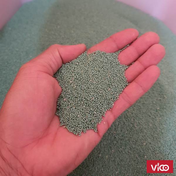 cỏ bermuda giống cỏ gà