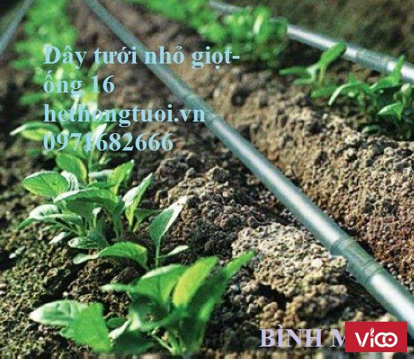 Tưới nhỏ giọt, hệ thống tưới nhỏ giọt, thiết bị tưới nhỏ giọt, tưới nhỏ giọt Israel