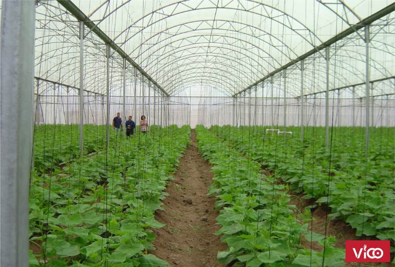 Nhà lưới nông nghiệp, nhà lưới Israel,chi phí làm nhà lưới nông nghiệp