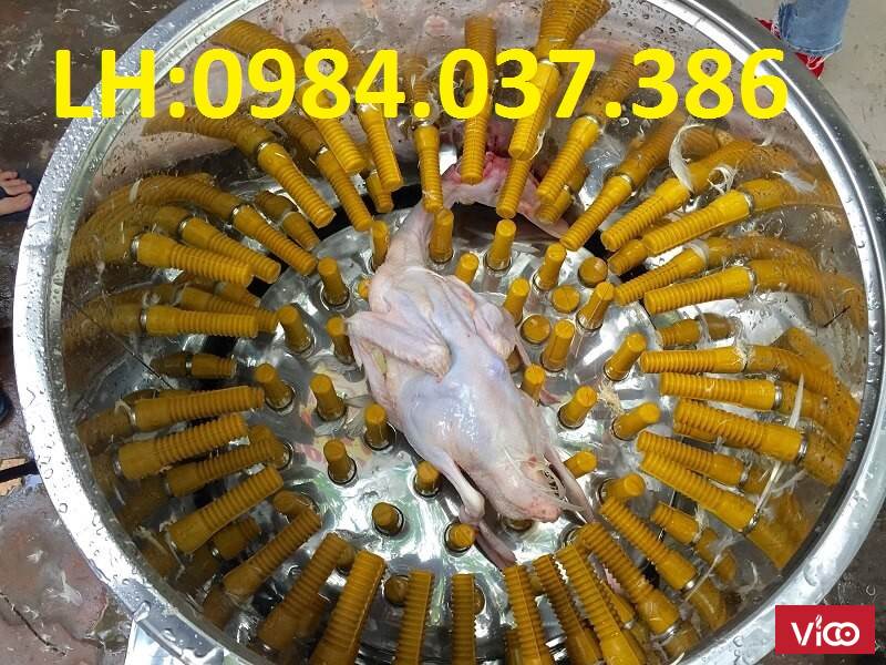 Máy vặt lông gà lông vịt siêu sạch