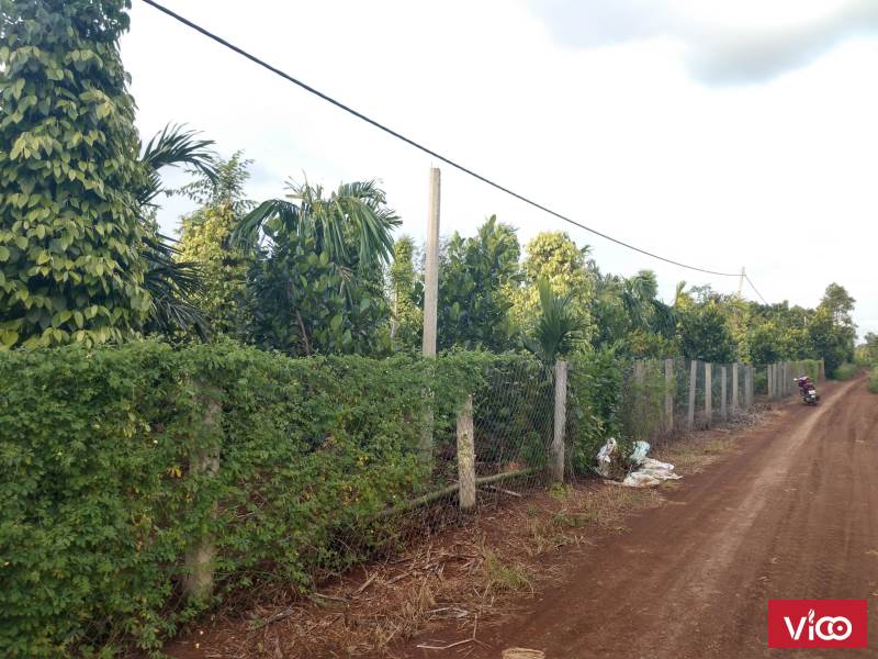 Cần Bán Gấp 5.4 Sào Rẫy Cây Ăn trái Thôn 8 Hòa Thuận .Cách QL 14 Chỉ 1km