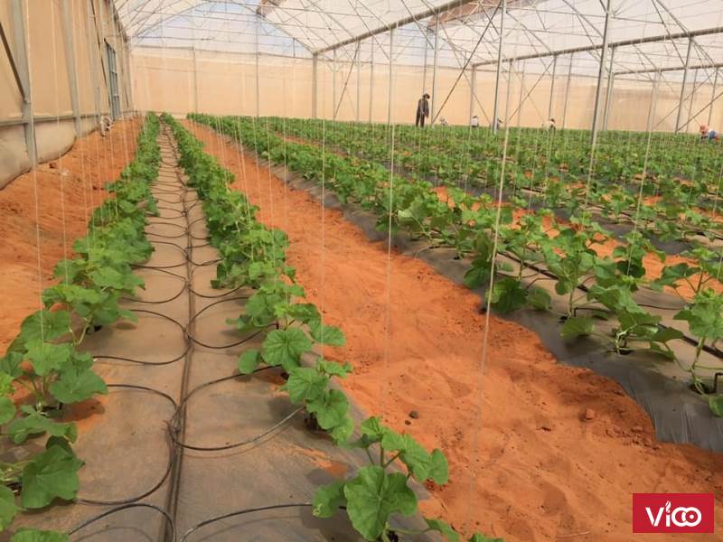 ĐẤT VƯỜN BÌNH THUẬN LIỀN KỀ KHU DU LỊCH BÀU TRẮNG GIÁ 50K/M