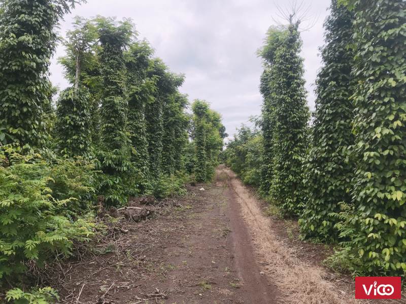 đất sào lâm viên gần ngay đường tranh đông xã eakaobmt