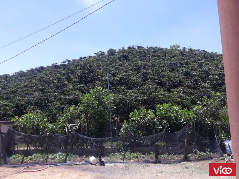 Bán đất nghỉ dưỡng view đồi đẹp giá rẻ tp bảo lộc