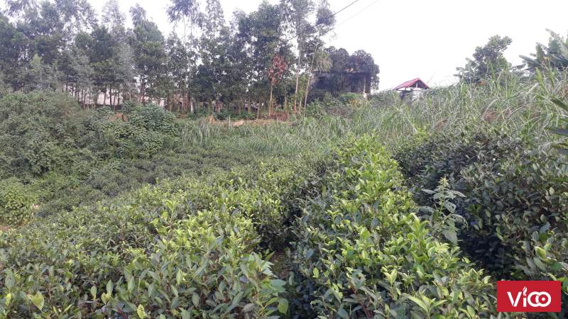 Đất trang trại nhà vườn xã Bắc Sơn Sóc Sơn HN, 7500m2 đường ô tô, giá 4.1 tỷ SSB89