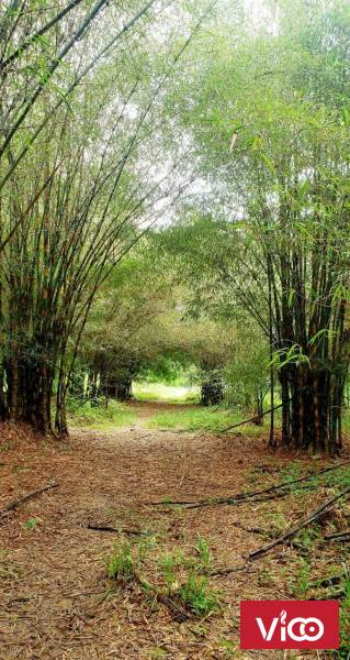 Bán rẻ lô đất ngay trung tâm xã Khánh Bình, Huyện khánh Vĩnh 19 ha giá 12 tỉ 500 triệu