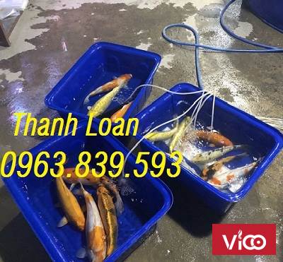 Bán thùng nhựa nuôi cá 1000L chữ nhật giao tận nơi. LH 0963.839.593 Ms.Loan