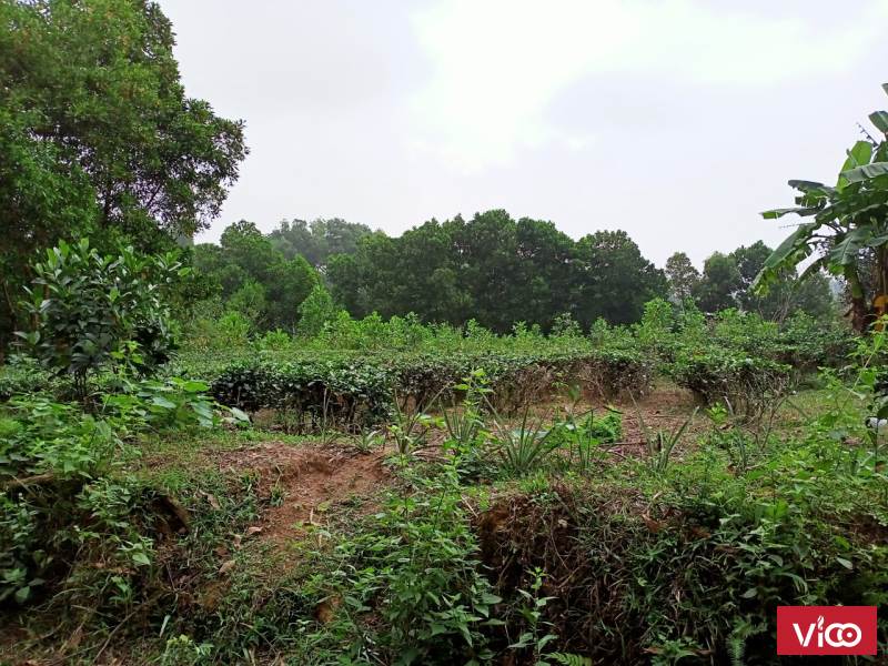 Bán 8700m2 đất nhà vườn view hồ Bắc Sơn, Sóc Sơn, 2tr/m2, SSB90