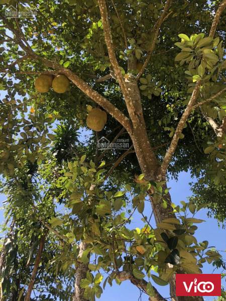 Bán đất vườn làm khu nghỉ dưỡng, hoặc trang trại