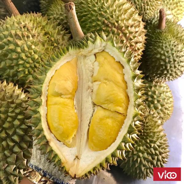 Chuyên thiết kế, thi công, lắp đặt kho sầu riêng tại daklak, tiền giang