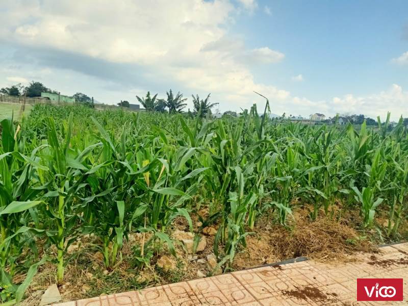 Cần bán 3 lô đất Đức Trọng ngay hồ Ông Ké Bích Trâm