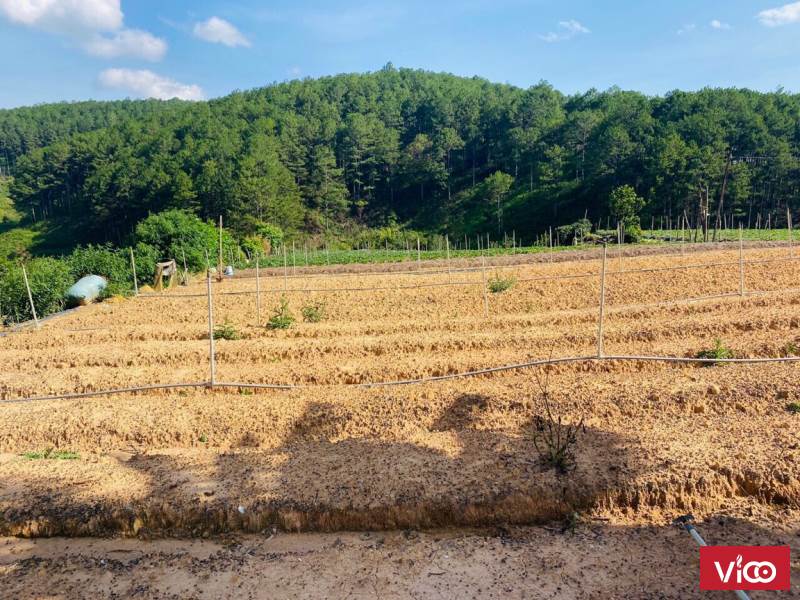 Cần bán đất Đà Lạt Đường ô tô 8m gần khu biệt thử nên thuận lời cho việc nghĩ dưỡng đầu tư sinh lời