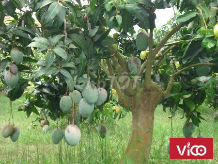 Bán đất vườn xoài ,núi cù hin