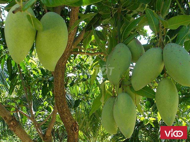 Bán đất vườn xoài ,núi cù hin