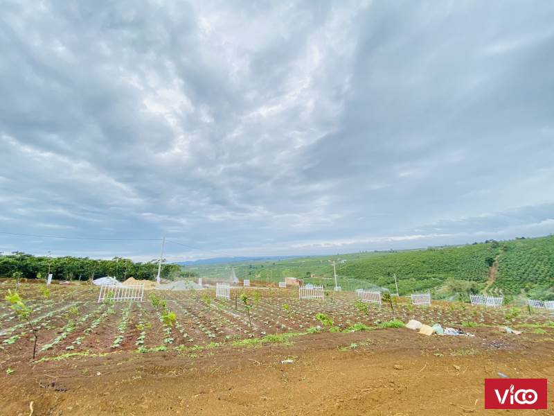 Đất Nền Bảo Lộc Lâm Đồng Giá rẻ hơn thị trường từ 100 tới 200tr Sổ hồng có sẵn
