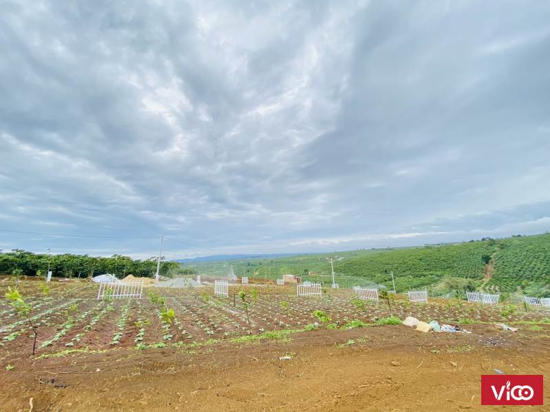 Bán Đất Thổ Cư Bảo Lâm, Bảo Lộc, Sổ Hồng Có Sẵn, Chiết Khấu 3 Chỉ Vàng Cho Khách Thiện Chí, Giá Chỉ