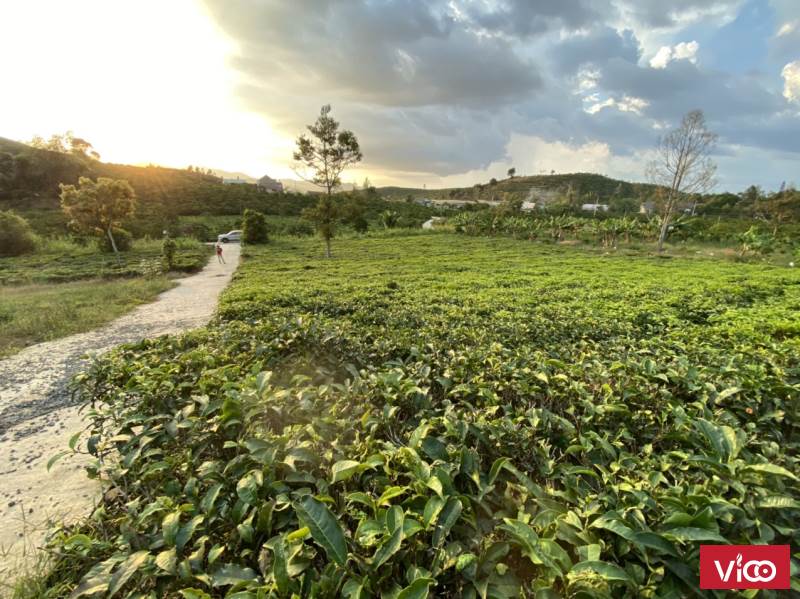 Bán đất vườn view bằng đẹp mặt đường bê tông