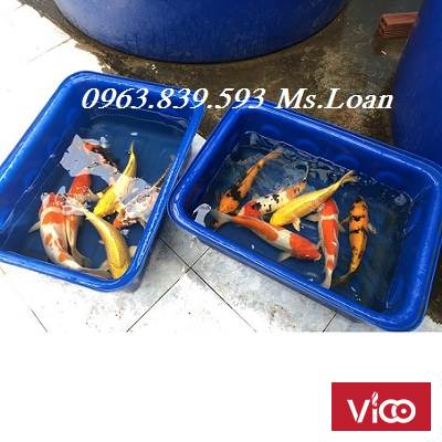 Thùng nhựa chữ nhật 500L nuôi cá, dưỡng cá,... LH 0963.839.593 Ms.Loan