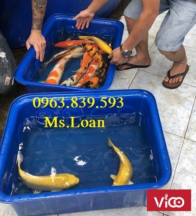 Thùng nhựa chữ nhật 500L nuôi cá, dưỡng cá,... LH 0963.839.593 Ms.Loan