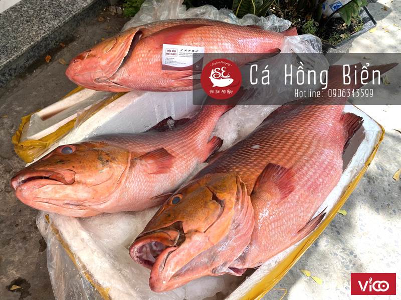 200kg Cá hồng biển về hàng đủ size