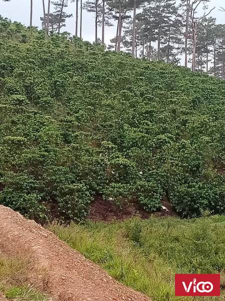 Cần bán 9ha đất vườn cà phê Xã Phi Liêng, Huyện Đam Rông, Lâm Đồng