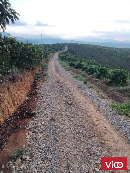 Bán 8 sào 6 đất xã Hòa Bắc, huyện Di Linh, Lâm Đồng.