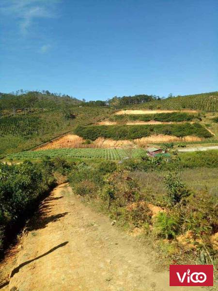Đất nông nghiệp Xã Đạ Sar, Lạc Dương, Lâm Đồng.