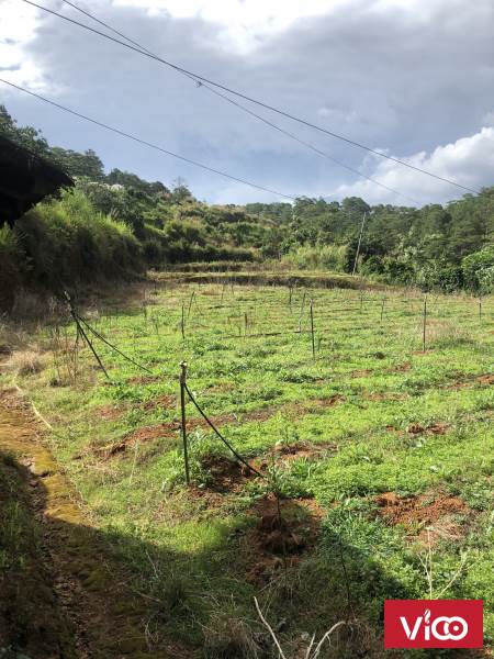 BÁN 1 HEC ĐẤT NÔNG NGHIỆP BẰNG PHẨNG, MÁT MÁT, CÓ SUỐI UỐN LƯỢN NƯỚC CHẢY QUANH NĂM, P11, ĐÀ LẠT