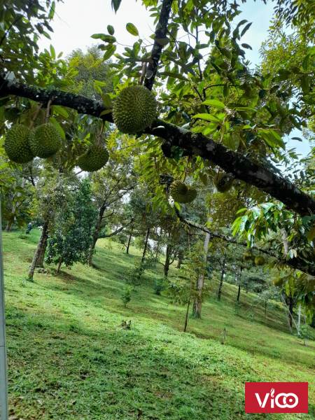 Bán nhà mặt tiền có vườn trái cây sinh thái tuyệt đẹp tại Đường Quốc Lộ 20, Xã Hà Lâm, Đạ Huoai,