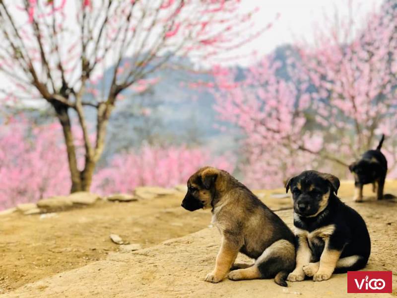 Cần bán gấp cắt lỗ mảnh đất thôn Phan Cán Sử, Y Tý, Lào Cai