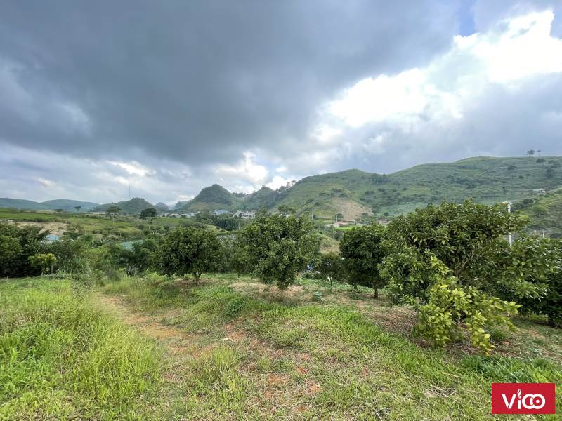 Bán đất Mộc Châu, đất Thị Trân Nông trường Mộc Châu, 6800m2, có bìa thổ cư, giá rẻ chỉ hơn 700k/m2.