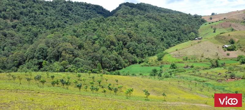 10ha có đủ vườn, ao, chuồng thích hợp cải tạo làm farm tại Mộc Châu
