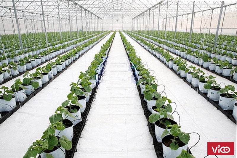 Mua bạt trải nền ở đâu, bạt trải nền bình minh, bạt lót nền diệt cỏ, bạt phủ đất giá tốt nhất