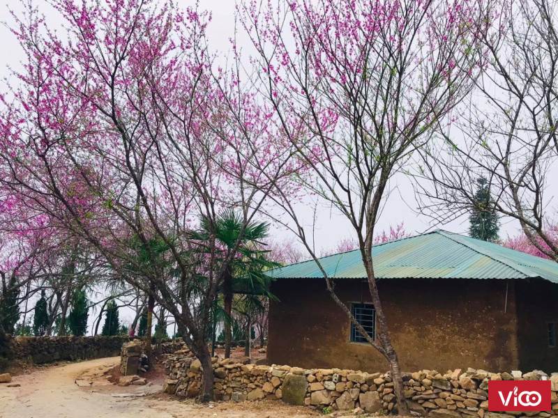 Đất Y Tý Sapa 2 view xuất sắc cho nhà đầu tư homestay cực nét tại Phan Cán Sử