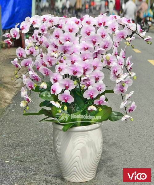 Lan Hồ Điệp Giá Rẻ Hoatuoidep.vn