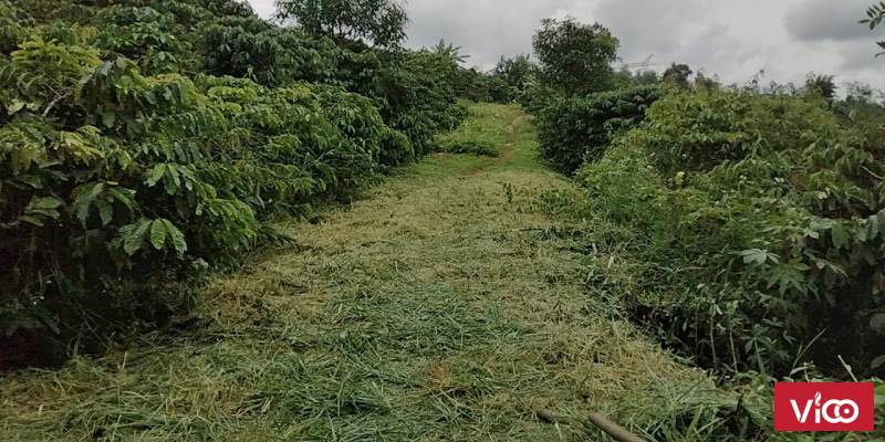 Bán đất chính chủ tại Liên Đầm Di Linh, Lâm Đồng 650 triệu